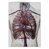 Medical Illustration Of Male Chest (Front)