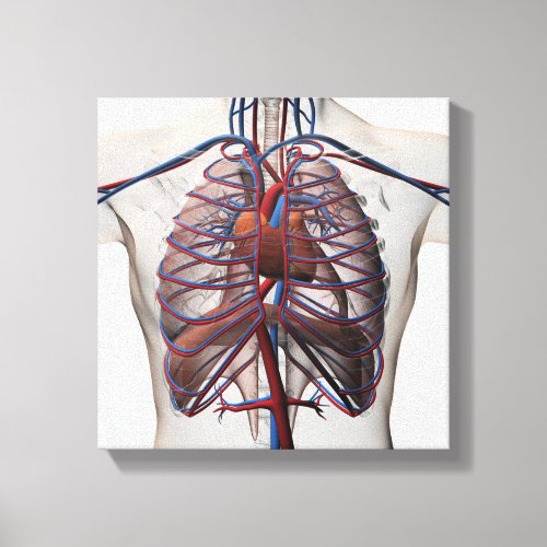 Medical Illustration Of Male Chest Canvas Print