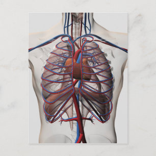 Medical Illustration Of Male Chest Postcard