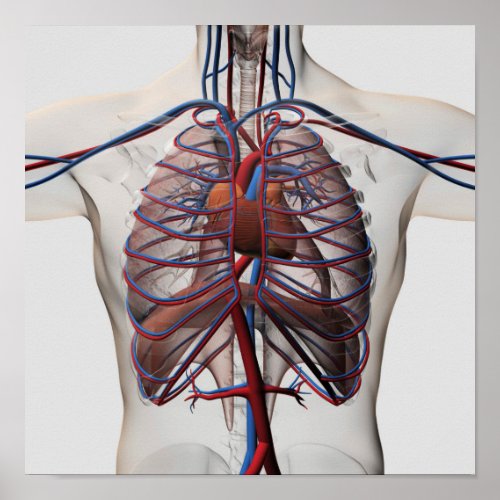 Medical Illustration Of Male Chest Poster