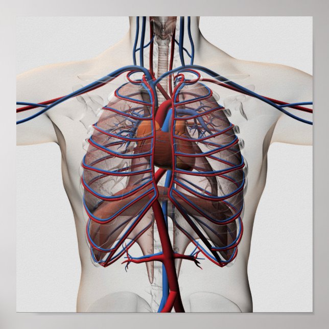 Medical Illustration Of Male Chest Poster (Front)