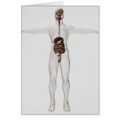Medical Illustration Of Male Digestive System (Front)