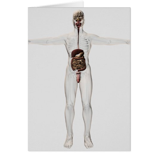 Medical Illustration Of Male Digestive System (Front)