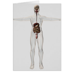 Medical Illustration Of Male Digestive System Cards