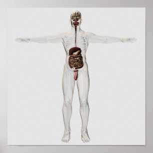 Medical Illustration Of Male Digestive System Poster