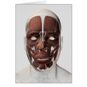 Medical Illustration Of Male Facial Muscles (Front)