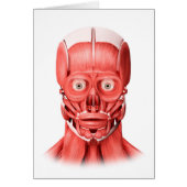 Medical Illustration Of Male Facial Muscles 1 (Front)