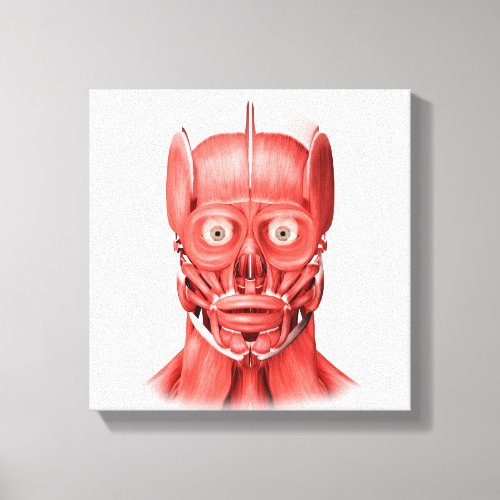 Medical Illustration Of Male Facial Muscles 1 Canvas Print