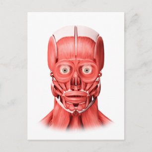 Medical Illustration Of Male Facial Muscles 1 Postcard
