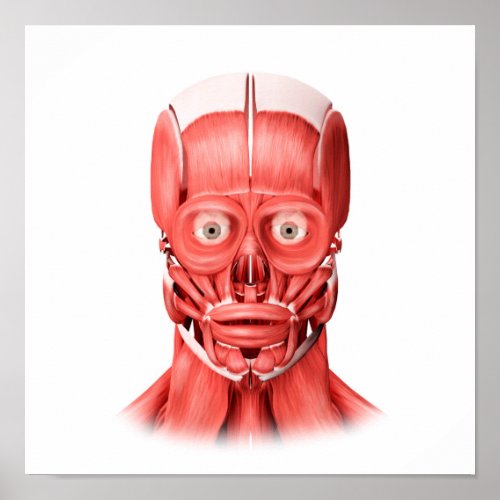 Medical Illustration Of Male Facial Muscles 1 Poster