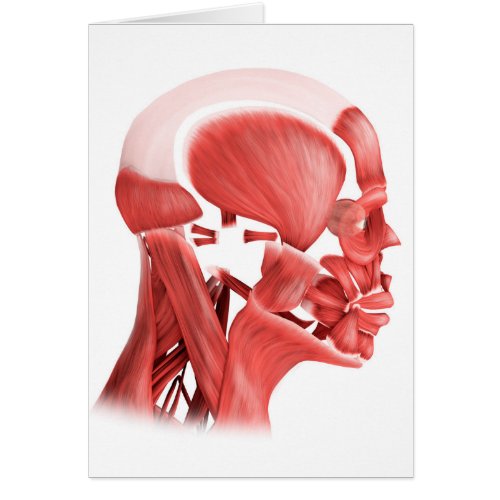 Medical Illustration Of Male Facial Muscles 2