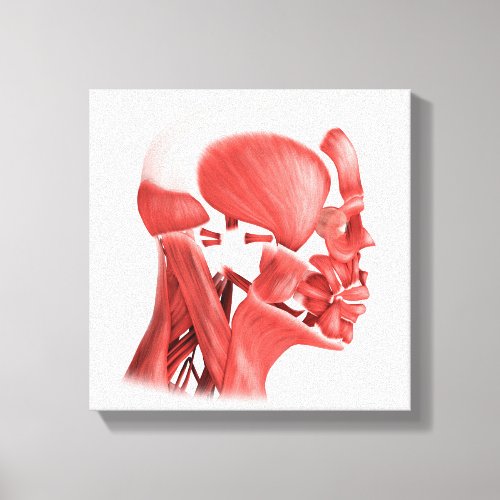 Medical Illustration Of Male Facial Muscles 2 Canvas Print