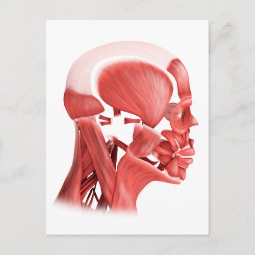 Medical Illustration Of Male Facial Muscles 2 Postcard