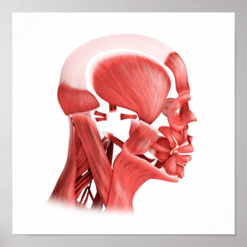 Medical Illustration Of Male Facial Muscles 2 Poster