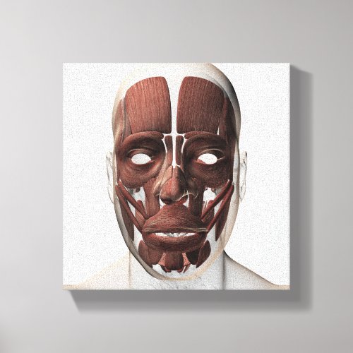 Medical Illustration Of Male Facial Muscles Canvas Print