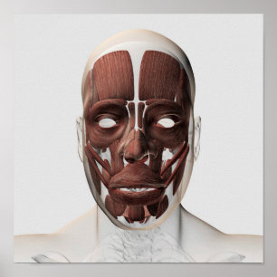 Medical Illustration Of Male Facial Muscles Poster
