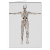 Medical Illustration Of Male Lymphatic System (Front)