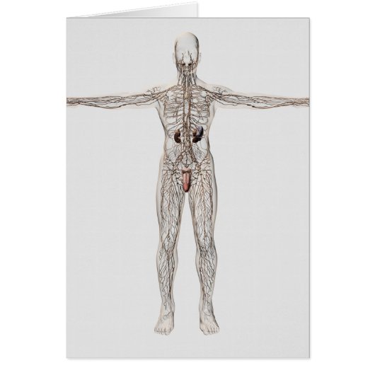 Medical Illustration Of Male Lymphatic System (Front)