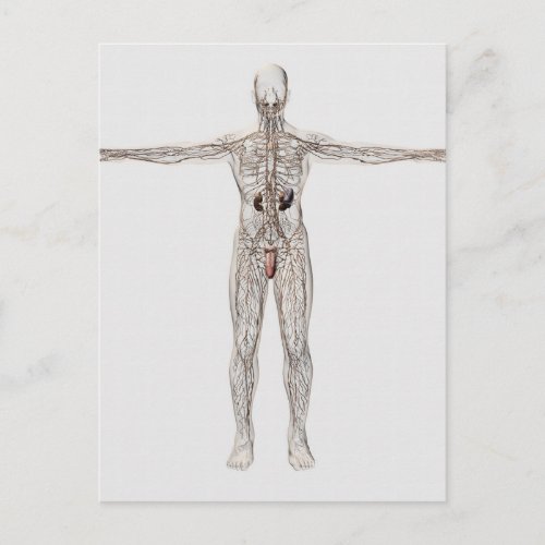 Medical Illustration Of Male Lymphatic System Postcard