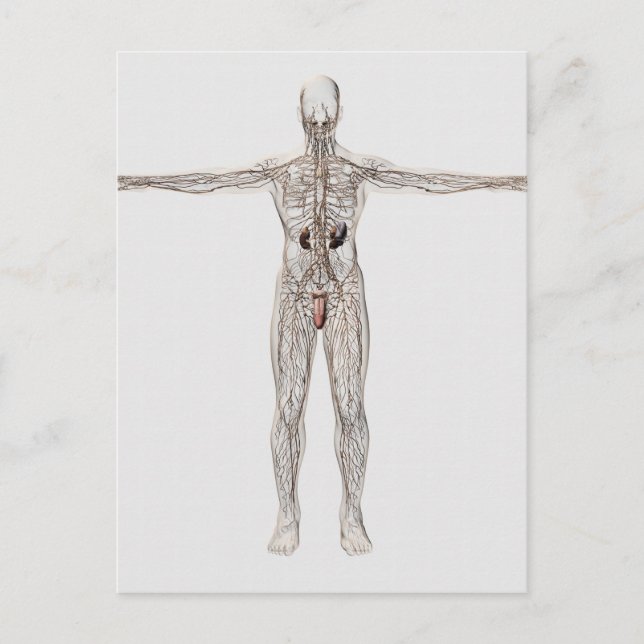 Medical Illustration Of Male Lymphatic System Postcard (Front)