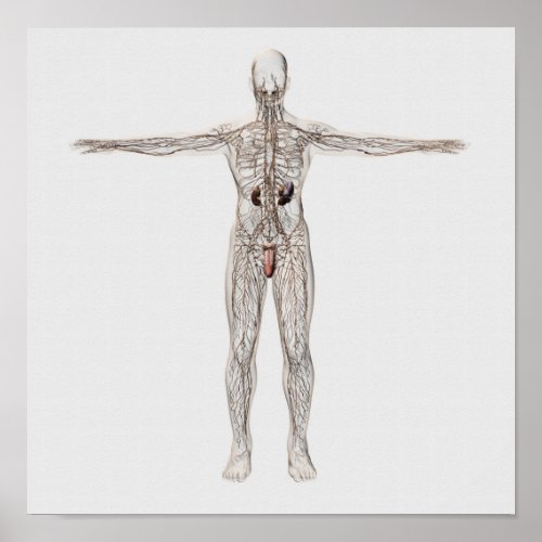 Medical Illustration Of Male Lymphatic System Poster