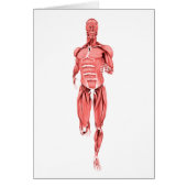 Medical Illustration Of Male Muscles Running 1 (Front)