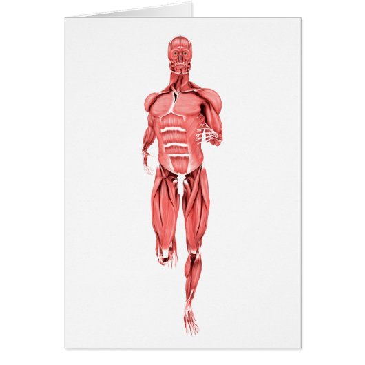 Medical Illustration Of Male Muscles Running 1 (Front)