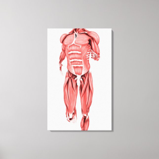 Medical Illustration Of Male Muscles Running 1 Canvas Print (Front)