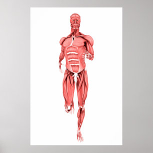 Medical Illustration Of Male Muscles Running 1 Poster