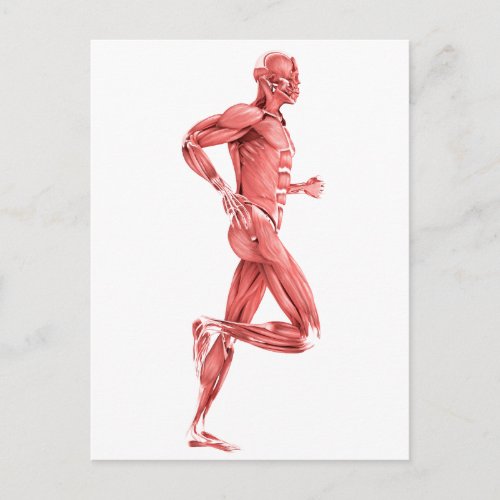 Medical Illustration Of Male Muscles Running 2 Postcard