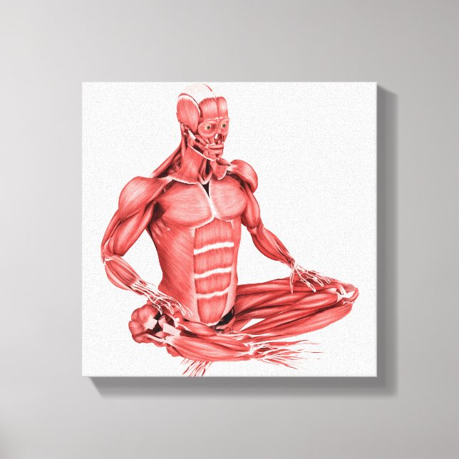 Medical Illustration Of Male Muscles Sitting Canvas Print (Front)