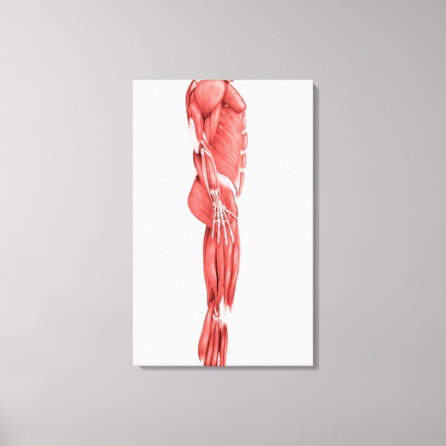 Medical Illustration Of Male Muscular System 1 Canvas Print (Front)