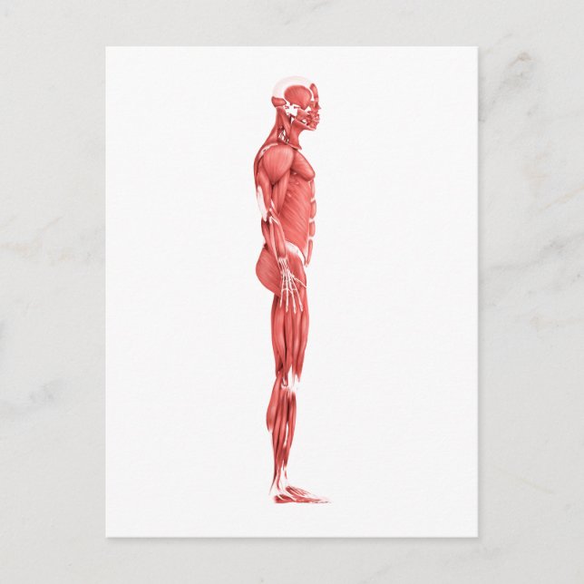 Medical Illustration Of Male Muscular System 1 Postcard (Front)