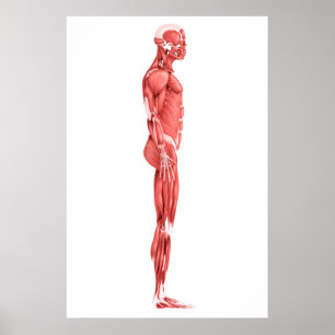 Medical Illustration Of Male Muscular System 1 Poster