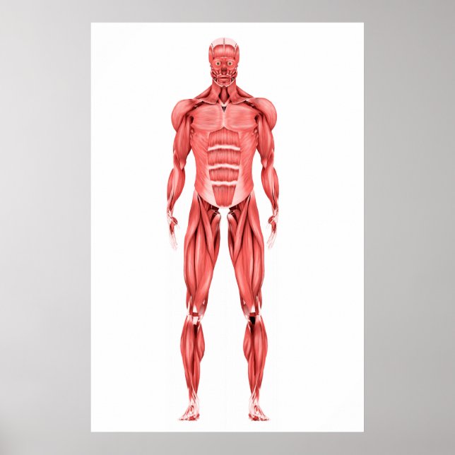 Medical Illustration Of Male Muscular System 2 Poster (Front)