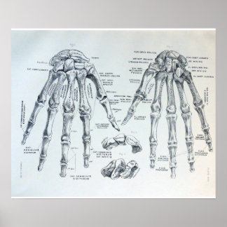 Medical Illustration of the bones of the hand Poster