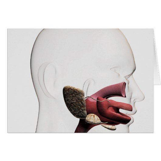 Medical Illustration Of The Human Digestive (Front Horizontal)