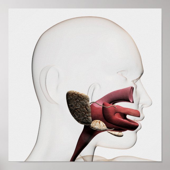 Medical Illustration Of The Human Digestive Poster (Front)