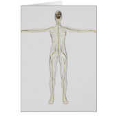 Medical Illustration Of The Human Nervous System (Front)