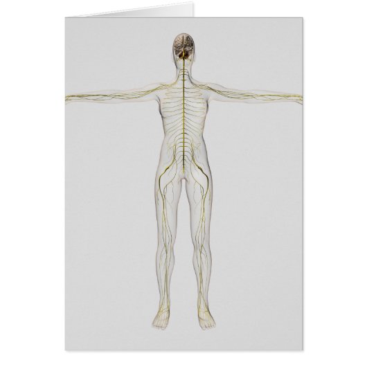 Medical Illustration Of The Human Nervous System (Front)
