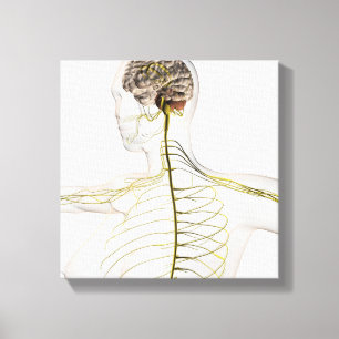 Medical Illustration Of The Human Nervous System Canvas Print