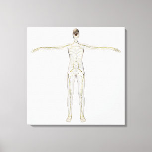 Medical Illustration Of The Human Nervous System Canvas Print