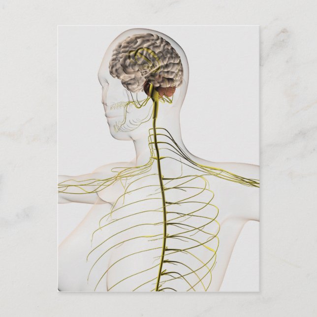Medical Illustration Of The Human Nervous System Postcard (Front)