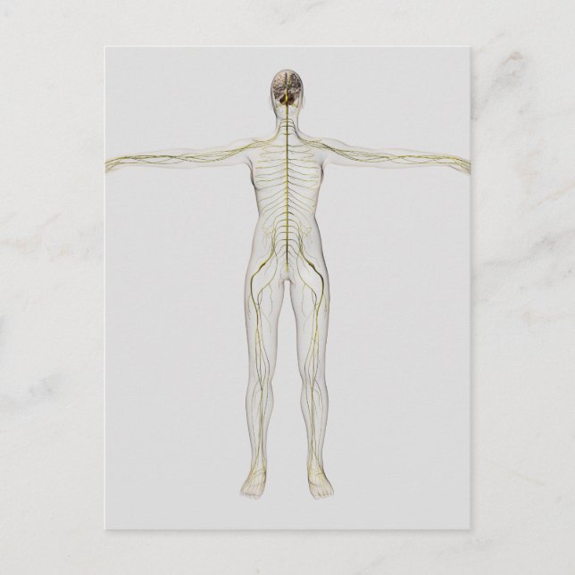 Medical Illustration Of The Human Nervous System Postcard (Front)