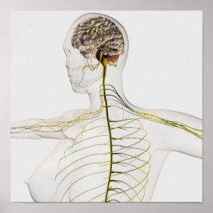 Medical Illustration Of The Human Nervous System Poster