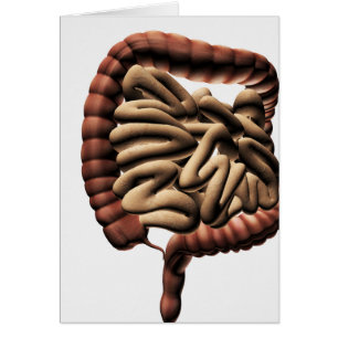 Medical Illustration Of The Large Intestine Cards