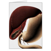 Medical Illustration Of The Liver And Stomach (Front)