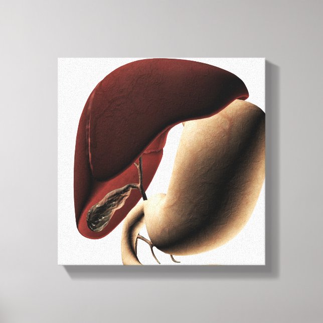 Medical Illustration Of The Liver And Stomach Canvas Print (Front)