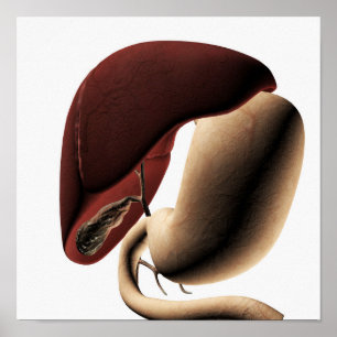 Medical Illustration Of The Liver And Stomach Poster