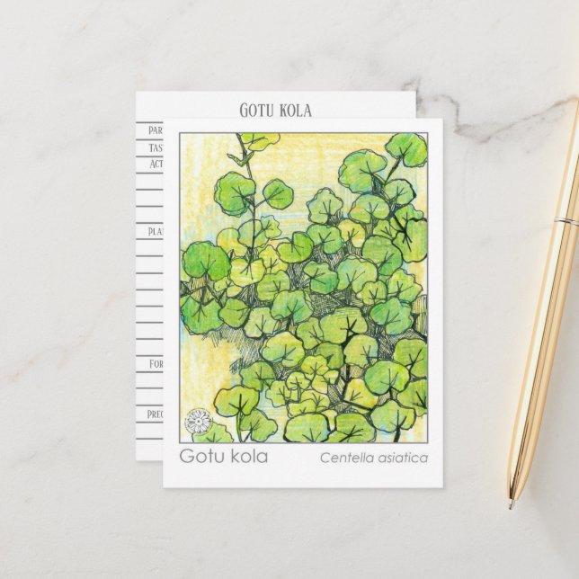 Medicinal Herb Gotu Kola Plant Herbal Study Card (Front/Back In Situ)